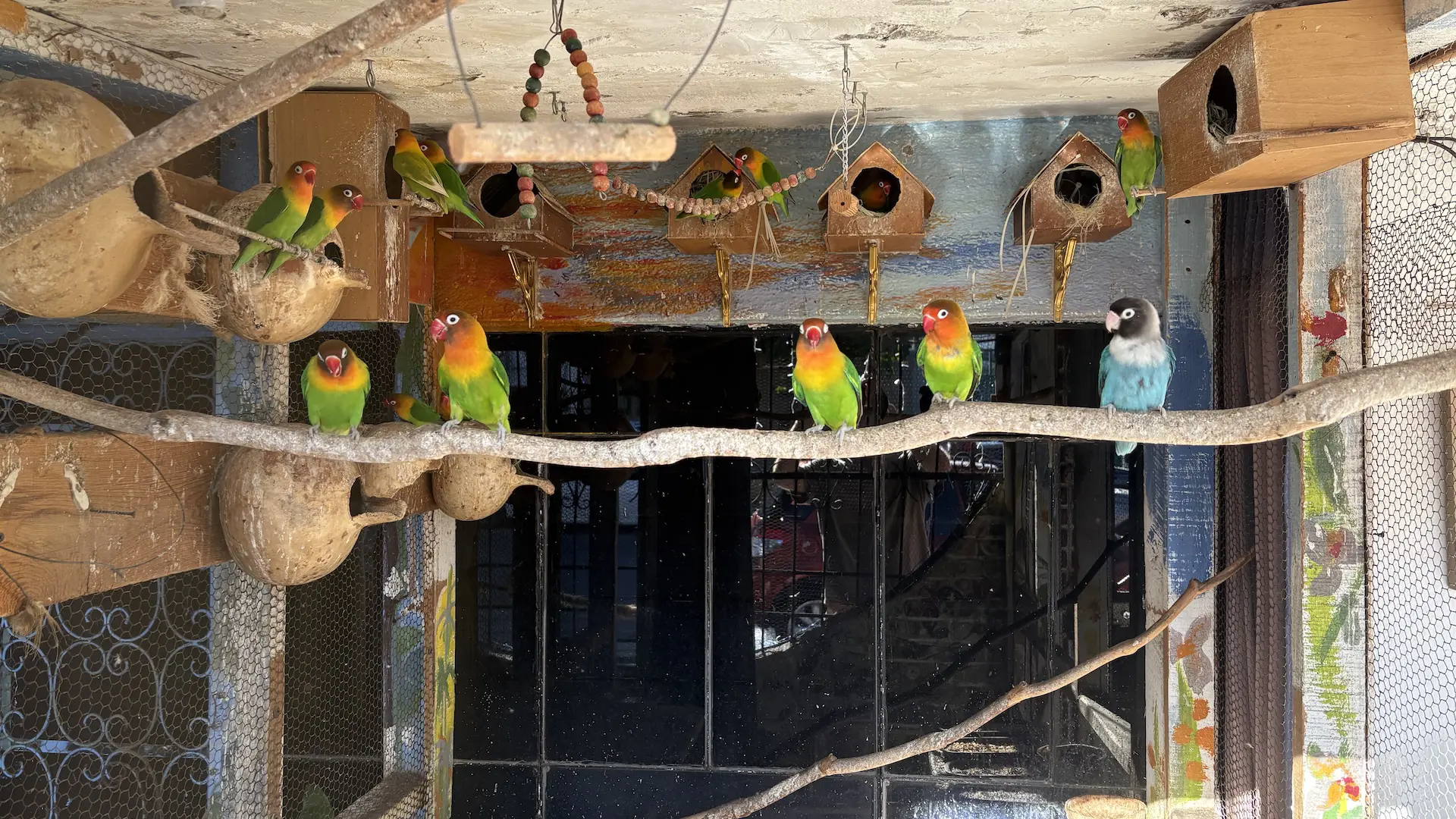 Someone converted a house patio into an aviary